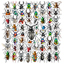 35pcs Colorful Stickers Insects Beetles Funny Stickers Decals for Laptops Notebooks Suitcases