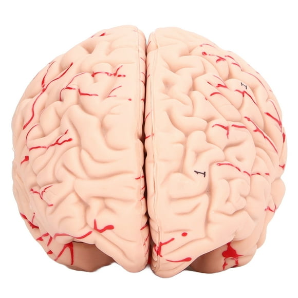 Brain Mold, Human Brain Model Scientific For Kids For Neuroscience