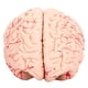 thumbnail image 3 of Molde De Cerebro, Modelo De Cerebro Humano Científico De Juguete Dedicado De Cráneo Para Niños Para Neurociencia, 3 of 8