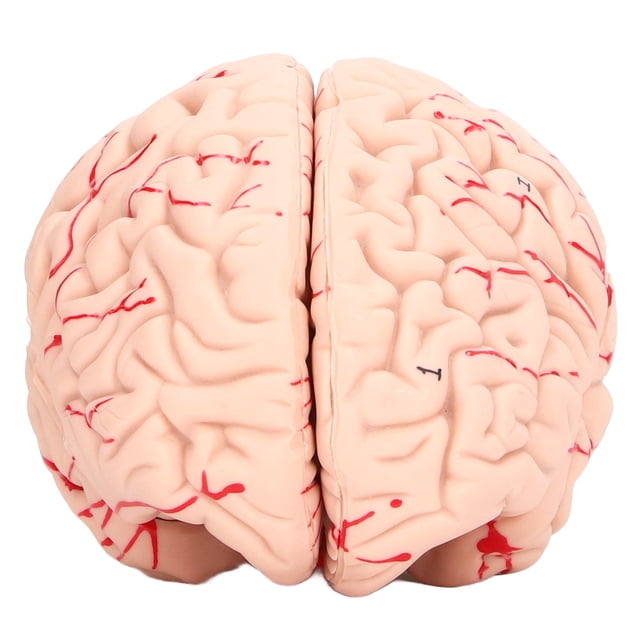 Human Brain Model, Gift Brain Mold Skull Dedicated Hands On Explore For Neuroscience