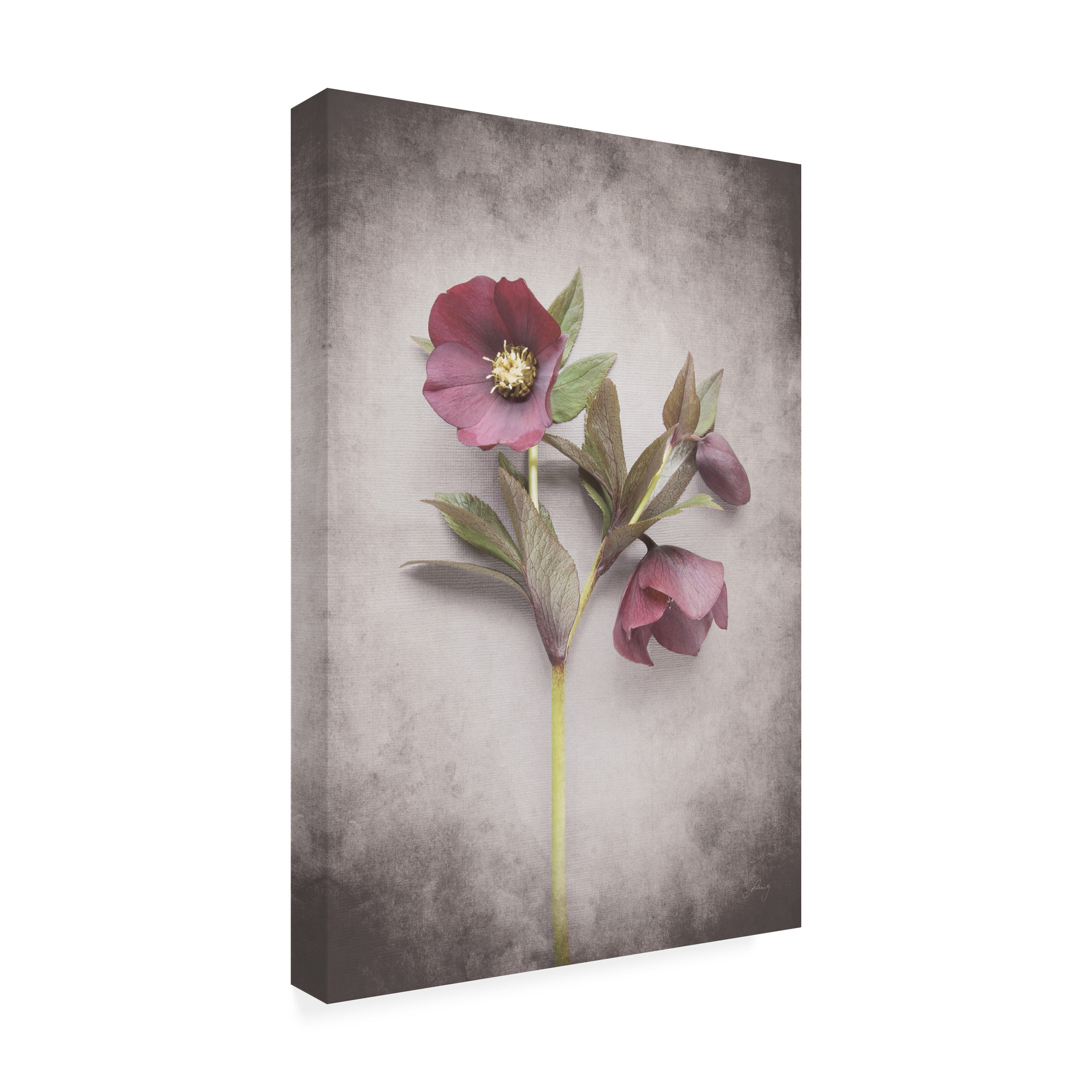 Trademark Fine Art 'Vintage Hellebore Study V' Canvas Art by Felicity Bradley