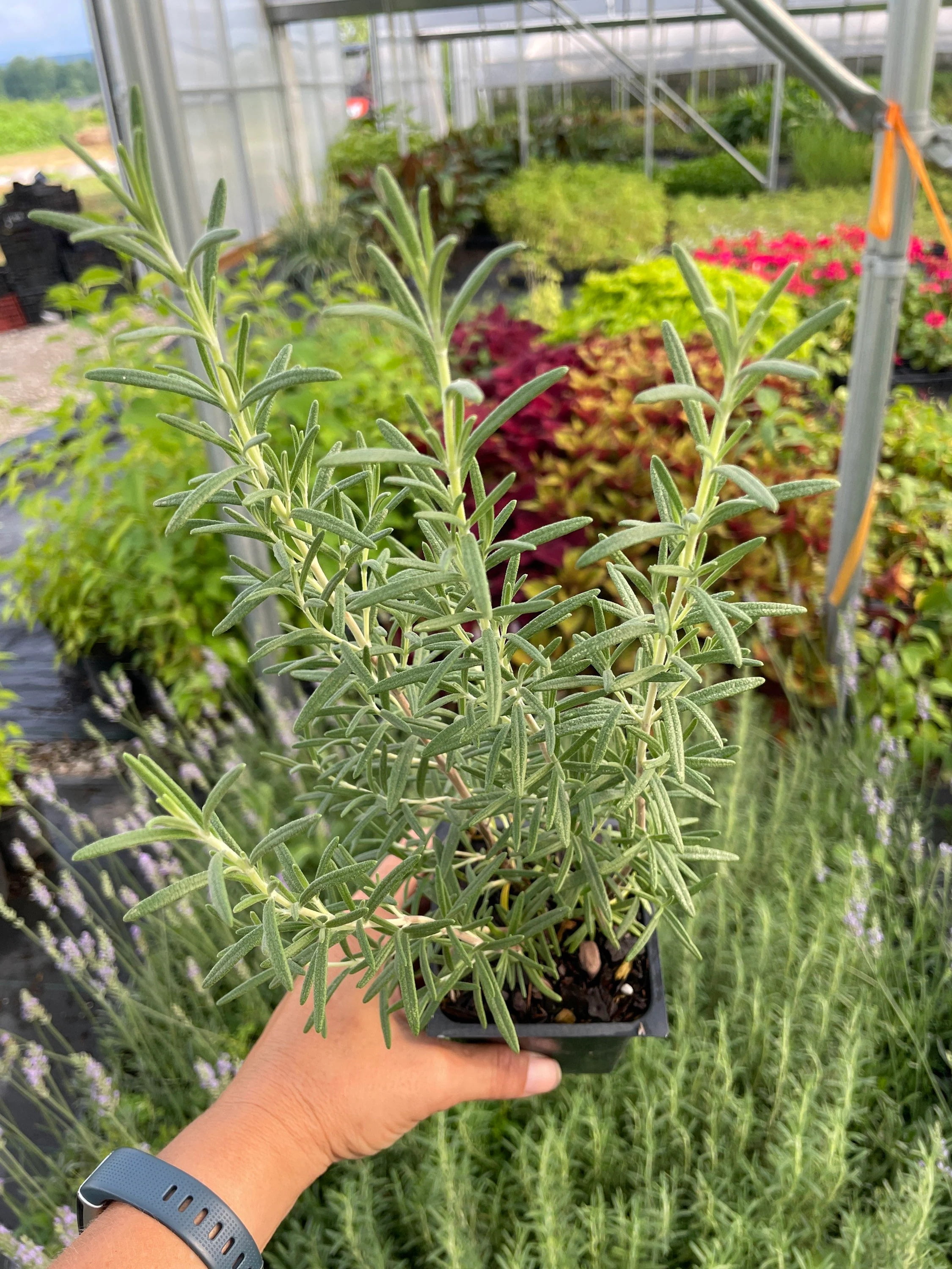 BBQ Rosemary Plants in 3.5" Pots-Aromatic Culinary Herbs