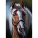 thumbnail image 1 of Taladro cuadrado completo 5D DIY diamante pintura caballo punto de cruz trabajo hecho a mano decoración del hogar Hugtrwg Para estrenar, 1 of 9