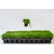 Zoysia Plugs - 50 Full & Lush Grass Plugs