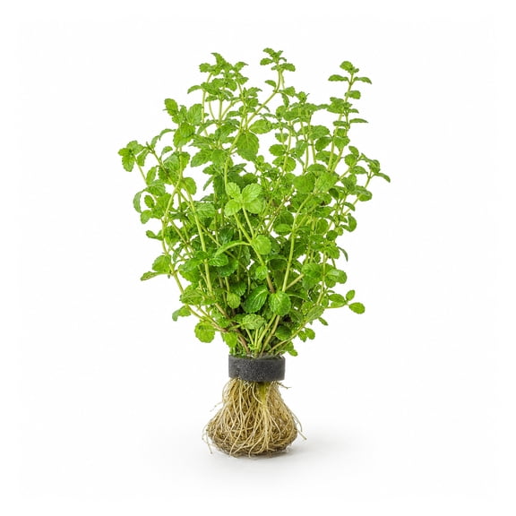 Mint Charlie (Micromeria Brownei) Size: Bunch 3-5 Stems Live Aquarium Plants BUY 2 GET 1 FREE