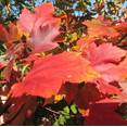 thumbnail image 3 of Sun Valley Maple Tree Red Maple Plant 2-3 Feet Tall Gallon Pot, 3 of 6
