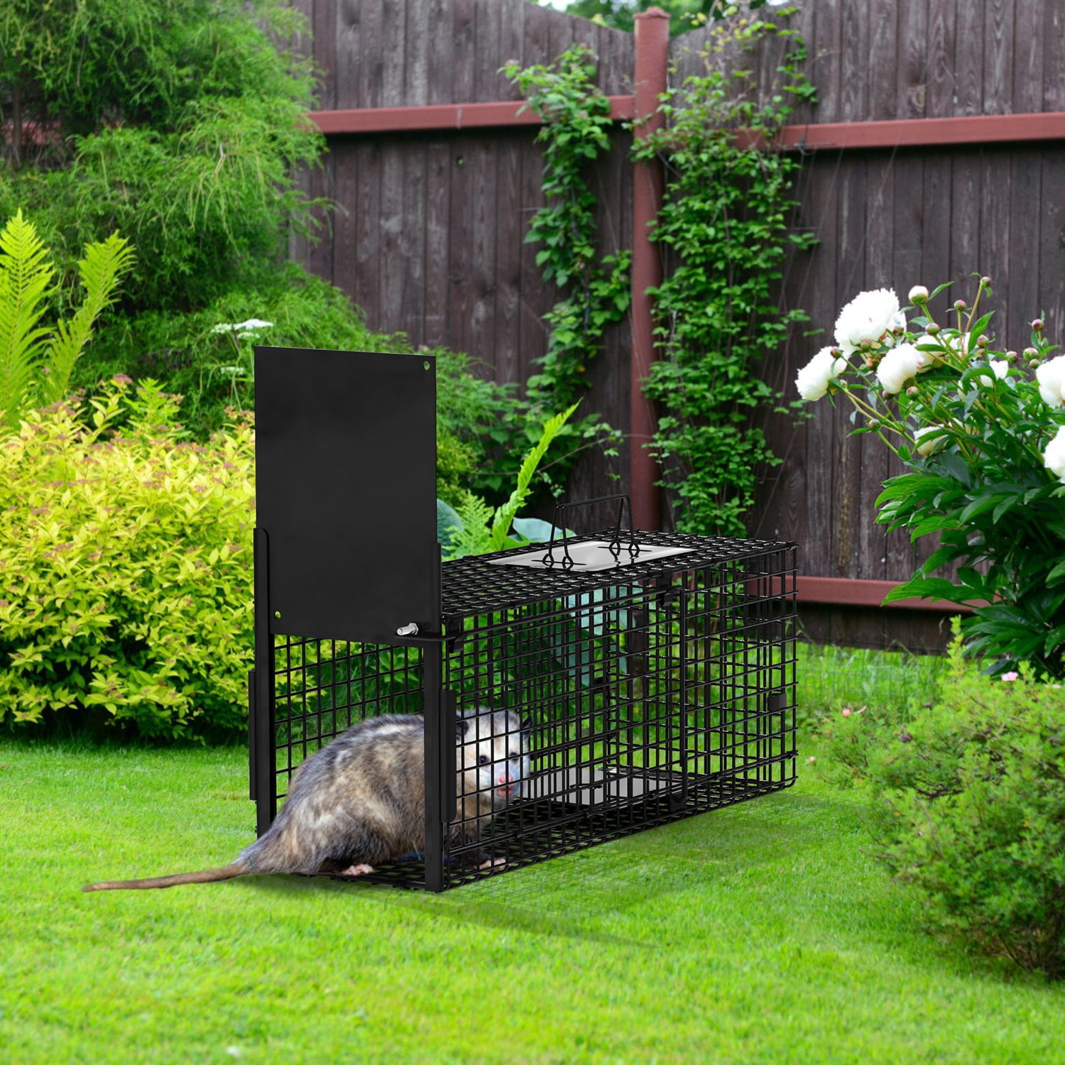 zorpupoa 32in 2 Door Humane Live Animal Trap Cage Galvanized Iron Easy Setup Catch & Release for Raccoons Squirrels Rabbits Under 12 lbs for Outdoor Yard Garden