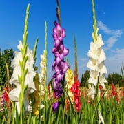 Colorful Mix Gladiolus - 40 Bulbs - Red, Yellow, White, Pink, Orange Flowers Attracts Butterflies, Bees & Hummingbirds - Perennial Garden Plants