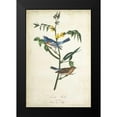 thumbnail image 2 of Audubon, John James 17x24 Black Modern Framed Museum Art Print Titled - Delicate Bird and Botanical IV, 2 of 5