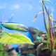 thumbnail image 4 of TABLETREANDS 2Ud Acuario Hojas Simuladas Para Betta Y Fácil Limpieza, 4 of 7