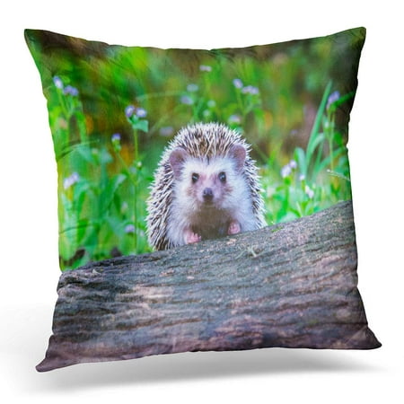 ECCOT Brown Adorable Dwraf Hedgehog on Stump Young Timber Wiith Eye Contact Sunset and Sorft Light Bokeo Green Pillowcase Pillow Cover Cushion Case 20x20