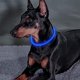 thumbnail image 5 of Collar de perro del LED, USB recargable, collar de perro casero iluminado, seguridad de la noche, 5 of 5