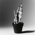 thumbnail image 4 of WEUVEB 6Ud Medidor De Nivel De Para Plantas En Macetas Práctico, 4 of 7