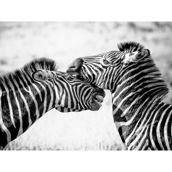 Cute Zebra Couple Large Wall Art Print