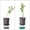 D, variant on 6 Pack Plant Stakes, 11.8 Inch Plant Support Stakes, Plant Sticks Support, Flower Stakes for Plants Peony, Amaryllis, Marigold, Coreopsis, Tomato Seedling, Sapling Etc