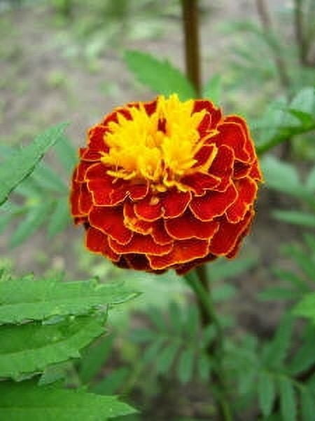 Tagetes Wild Crafted Essential Oil 10 ml (1/3 fl oz) - 100% Pure and Natural by Silky Scents