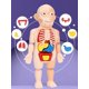 thumbnail image 2 of Juguetes de simulación de modelo de órgano humano de educación temprana para niños con partes del cuerpo extraíbles, 2 of 5
