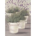 thumbnail image 3 of Paus, Hans 18x24 Black Modern Framed Museum Art Print Titled - Lavender, 3 of 5