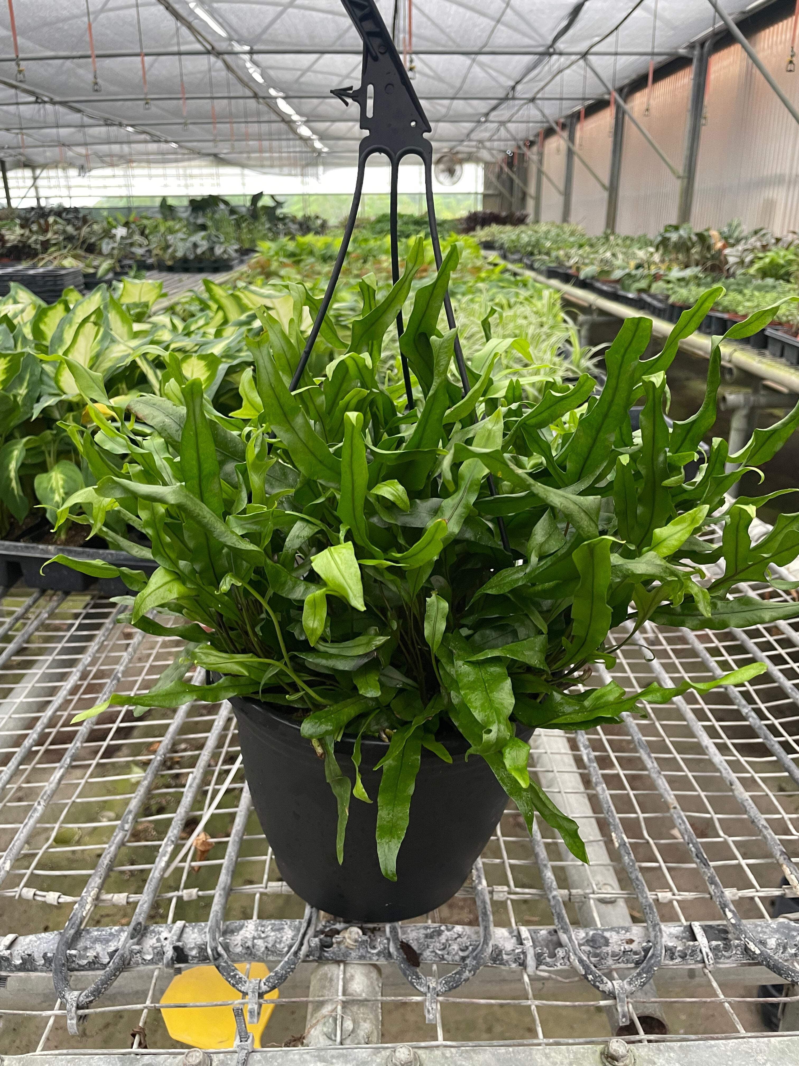Fern 'Kangaroo Paw', 6" Pot, Indoor Houseplant, Easy Care, Live Plant for Indoor & Outdoor