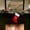 N, variant on Christmas Stockings Small Xmas English Letters Hanging Stockings Christmas Socks Double Sided Fireplace Hanging Stockings for Christmas Party Decoration New Year Party Gift Favors Supplies