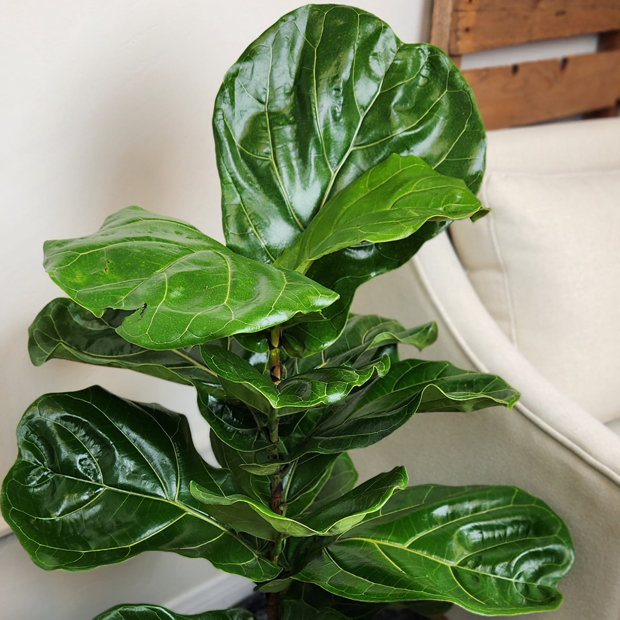 Ficus Lyrata Tree in 10" Grower Pot, Air Purifying Live Plant
