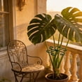 thumbnail image 6 of PLPPYFS 2026 New Metal Plant Support Set, Plant Stem Support,Gold Metal Climbing Holder Stabilizer for Outdoor Indoor Monstera Growing Climbing Plants Stabilization and Support, 6 of 9