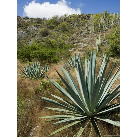 Agave Cactus for Making Mezcal, Oaxaca, Mexico, North America Print Wall Art By Robert