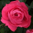 thumbnail image 3 of Heirloom Roses Rose Plant - The Eleganza® Fiji Rose Bush , Live Hybrid Tea Plants For Outdoors , One Gallon Own Root Bushes For Planting , Potted Outdoor Cherry Red Pink Flowers, 3 of 3