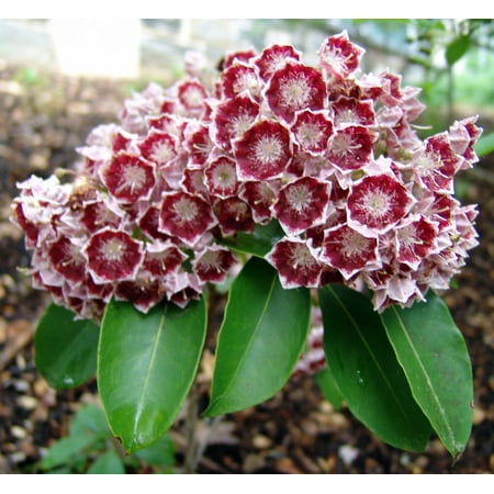 Garden Laurel - Bullseye Mountain Laurel - Kalmia - Very Hardy - 2.5