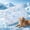 Multicolor D, variant on AuroraX Pet Cooling Mat for Cats Vibrant Indoor Pressure Activated Non Gel Ice Silk Cooling Mat for Dogs Non-Electric Non-Toxic Cooling Pads for Dogs to Lay on