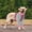 Pink, variant on Dog Recovery Sleeve with Elbow Protector Dog Shirt Stop Licking Joints Long Sleeve Suit Protecting Front Leg Arm Wounds Cover Skin Conditions(Pink,M)