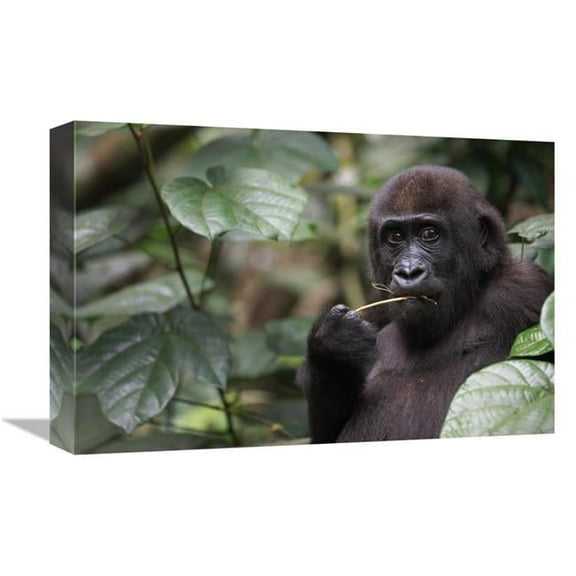 12 x 18 in. Gorilla Feeding Art Print - Cyril Ruoso