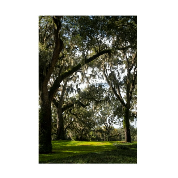 Robert Michaud 'Live Oak Trees' Canvas Art