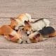 thumbnail image 5 of 1 tipos de adorables perros Corgi durmiendo en miniatura para jardín de hadas. 3, 5 of 9