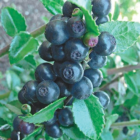 Direct Gardening Huckleberry Bush Dormant Bare Root Fruit Bearing Starter Plant