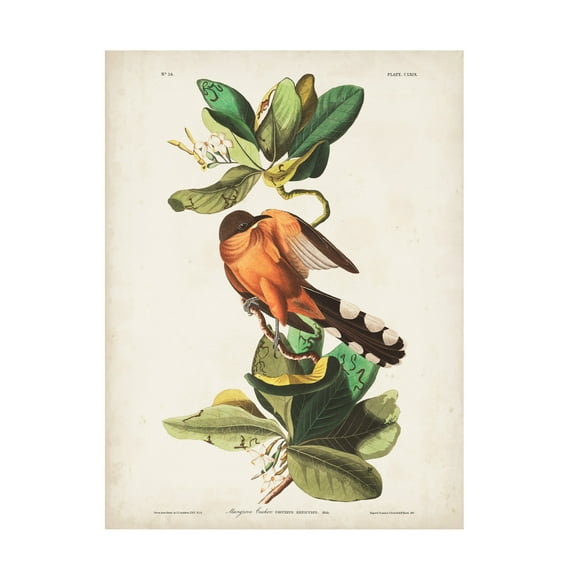 John James Audubon 'Mangrove Cuckoo' Canvas Art