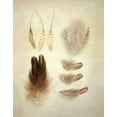 thumbnail image 2 of Urquhart, Elizabeth 26x32 Black Ornate Wood Framed with Double Matting Museum Art Print Titled - Feathers II, 2 of 4