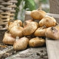 thumbnail image 2 of Van Zyverden Gladiolus Large Flowering Buggy Set of 12 Bulbs Multicolor Partial Sun, 2 of 7