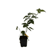 thumbnail image 2 of Chester Thornless Blackberry Plant - 3.25" Pot, 2 of 4
