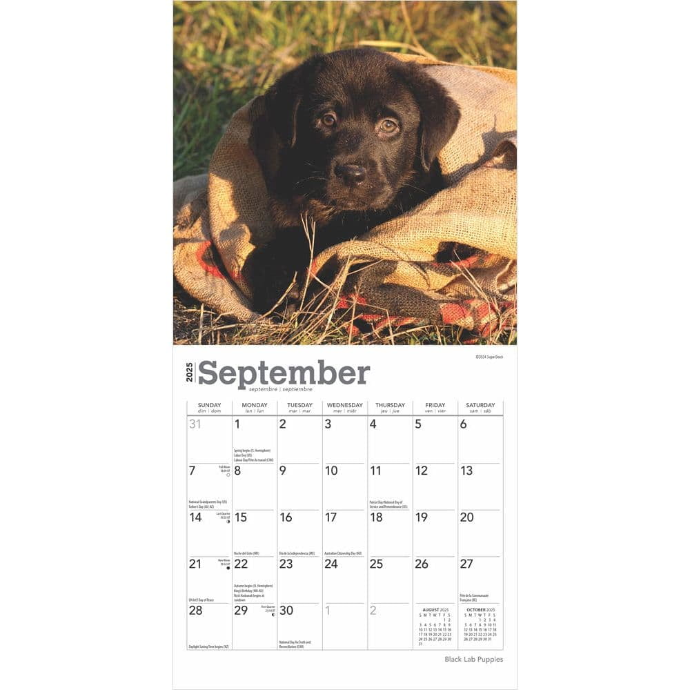 2025年激安 BrownTrout, Black Calendar Wall Mini 2025 Puppies Lab カレンダー