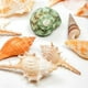 EastVita Coquilles de Crabe Ermite Conque de Mer Naturelle Différentes Tailles Aquarium Aménagement Paysager Décoratif Ornaments – image 4 sur 8