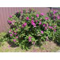 thumbnail image 4 of Seedville Beach Rose 50 Rosa Rugosa Flower Seeds, 4 of 11
