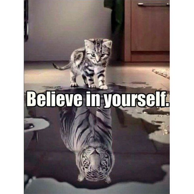 5D DIY Diamond Painting Kits Full Round Drill Cat Reflection White Tiger Imagen Tmvgtek Oficina Multiescena Multifunción