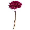 thumbnail image 1 of Vickerman H1HYD450 Tiges d'Hortensia Merlot de 15 à 18 Po, 1 of 1