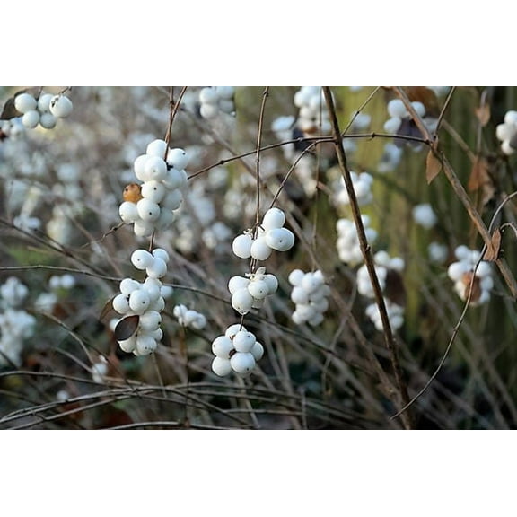 10 Dwarf CREEPING SNOWBERRY Shrub White Pink Flower Symphoricarpos Mollis Seeds