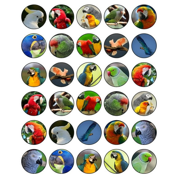 30 x Edible Cupcake Toppers Themed of Tropical Birds Honeycomb Parrot Real Collection of Edible Cake Decorations
