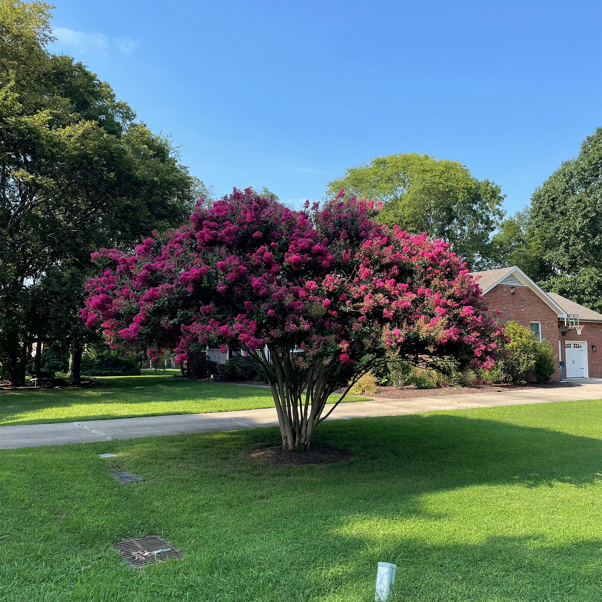 Expert Gardener Tuscarora Crape Myrtle Live Tree in 2.25-Gallon Grower Pot