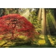 thumbnail image 2 of Heye : Puzzle 1000 pcs Magic Forests, 2 of 2