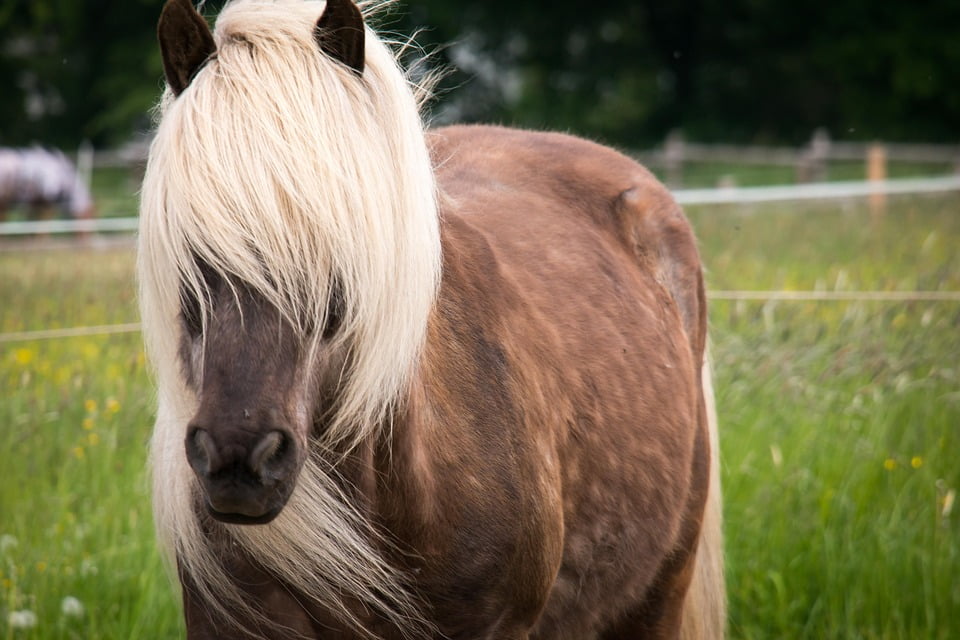 ANIMAL POSTER Blondes Horses