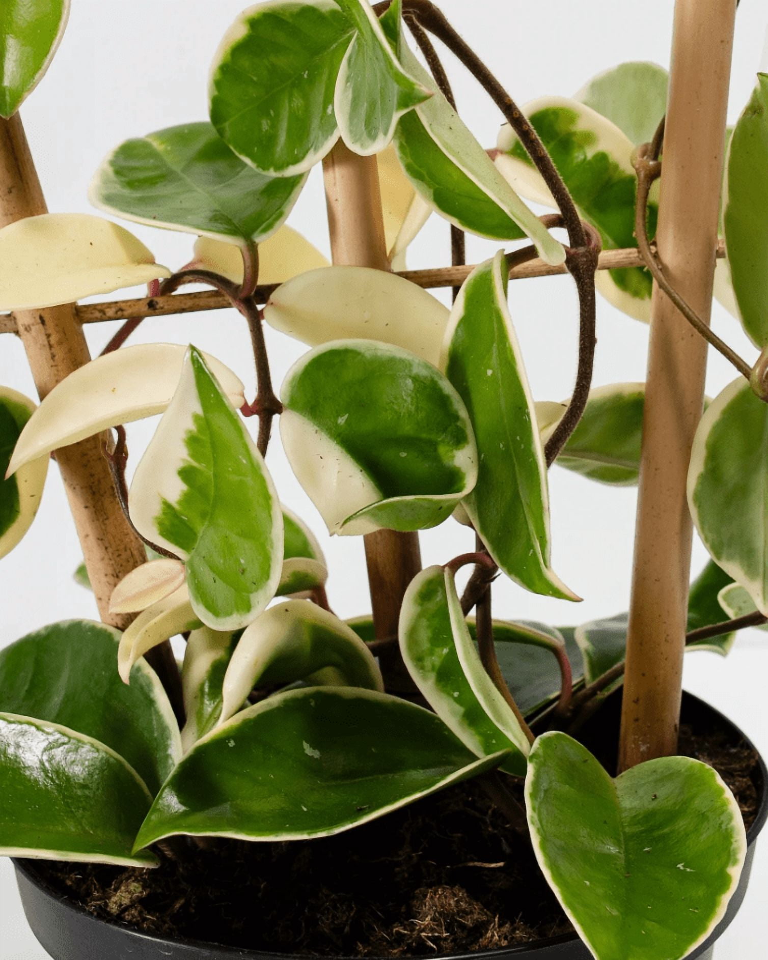 Hoya Carnosa Tricolor Plant Live for Planting, Tricolor Hoya Carnosa Plant in 2 Inch Pot for Indoor Outdoor